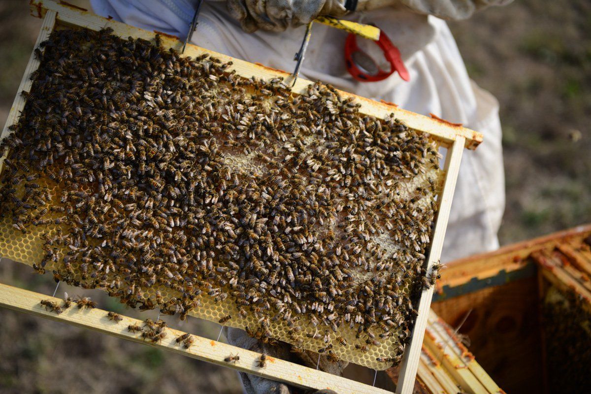 Les abeilles créent les alvéoles sur le cadre
